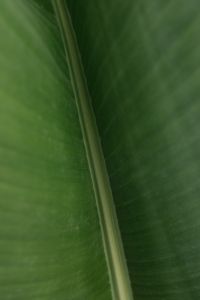 Kaboompics - Banana Green Leaf Backgrounds