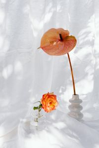 Kaboompics - Anthurium and Coral Rose Still Life in Sunlit White Fabric