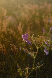 Kaboompics - Purple Wildflower Rising Through a Soft Focus Meadow