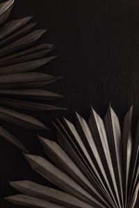 Kaboompics - Black Dried Palm Leaves Framing a Dark Neutral Center, Botanical Background with Copy Space