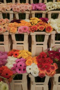 Kaboompics - Rows of Gerbera Daisies in a Florist Market Display