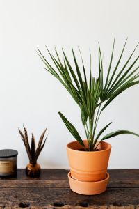 Kaboompics - Potted Fan Palm Centered in White Space for Minimal Interior Styling