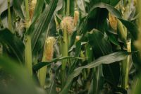 Kaboompics - Corn Silk In Green Maize Field
