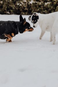 Small Dogs in a Snowy Garden: Winter Pet Photography of Black-and-White and Black-and-Tan Companions