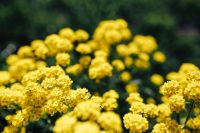 Kaboompics - Small Yellow Flower Blooms in Close-Up, Floral Bokeh Texture