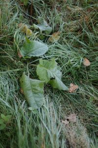 Kaboompics - Fallen Green Leaves on Dewy Grass in Autumn
