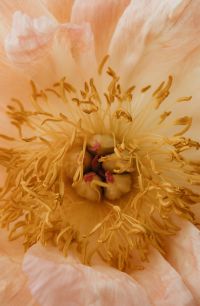 Kaboompics - Macro Peach Peony Stamen with Warm Floral Texture