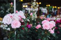 Kaboompics - Roses of Bulgaria