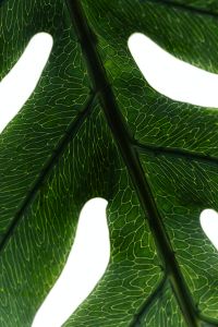 Kaboompics - Leaf Macro Detail Green Botanical Texture Natural Background