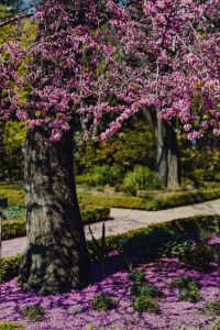 Kaboompics - Vertical Jacaranda Tree in Full Purple Bloom