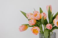 Kaboompics - Open Pink and Yellow Tulips on a Clean White Background for Spring Brand Campaigns