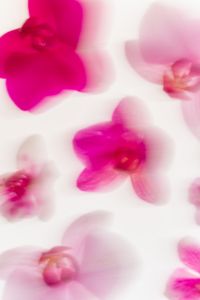 Kaboompics - Light Pink Orchid Pattern Abstract Background