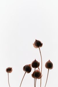 Kaboompics - Small Dried Seed Pods Minimal Botanical Arrangement