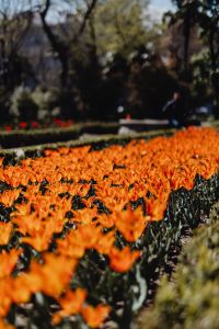 Kaboompics - Orange Tulips in a Vertical Botanical Garden Composition