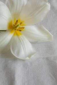 Kaboompics - White Flower Close-Up on White Cloth