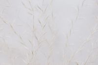Kaboompics - Airy Dried Grass Sprigs on a Light Neutral Background for Minimalist Wallpaper