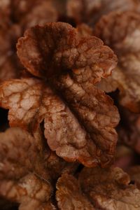 Kaboompics - Dried Brown Flower Head with Soft Autumn Background
