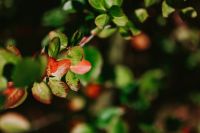 Kaboompics - Red-Tipped Leaves on a Green Shrub