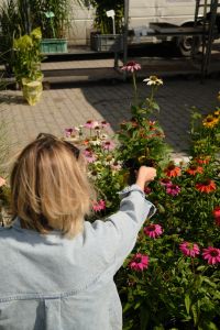 Kaboompics - Woman Browsing Colorful Market Flowers