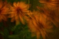 Kaboompics - Abstract Orange Flower Motion Blur in Dark Green Foliage, Moody Botanical Background Texture