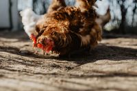 Kaboompics - Farm chicken eating seeds