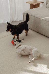 Kaboompics - Two Small Dogs Interacting with a Striped Ball beside a Beige Sofa, Indoor Playtime