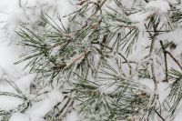 Kaboompics - Frost Covered Pine Needles Close Up In Winter Forest