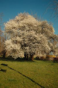 Kaboompics - Dense White Blossoms against a Clear Blue Sky