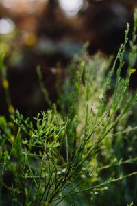 Kaboompics - Delicate Green Woodland Stems Against Soft Bokeh