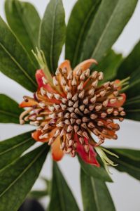 Kaboompics - Macro View of an Orange Protea Flower Center and Leaves