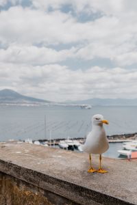 Kaboompics - Close Seagull Portrait Above the Naples Marina