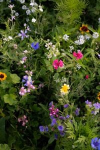 Kaboompics - Colorful Wildflower Meadow Background