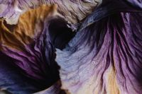Kaboompics - Layered Purple and Brown Dried Leaves as an Abstract Background