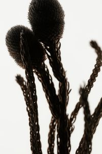 Kaboompics - Vertical Dried Stems With Seed Heads Natural Texture