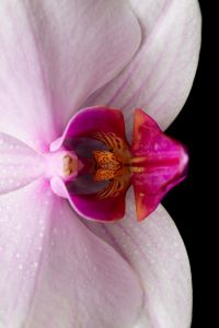 Kaboompics - White Orchid Close Up Side Composition On Black Background