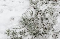 Kaboompics - Snow Laden Evergreen Branch Against White Winter Background
