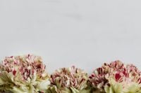 Kaboompics - Striped Red and Cream Carnations Along White Marble Background