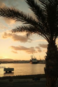 Kaboompics - Palm Tree by Malaga Harbor at Sunset