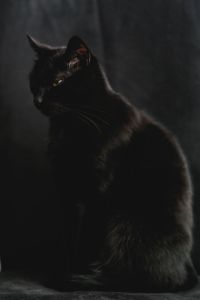 Kaboompics - Side Profile of a Black Cat in Low-Key Studio Light