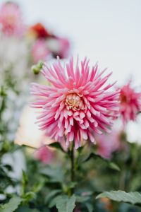 Kaboompics - Soft Focus Pink Dahlia Bloom