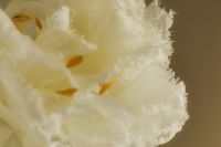 Kaboompics - Frilled White Flower Macro with Soft Light
