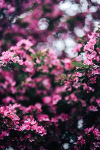 Kaboompics - Soft-Focus Pink Blossoms with Bright White Bokeh