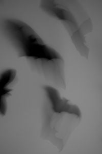Kaboompics - Vertical Composition of Blurred Bat Shadows