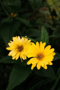Kaboompics - Close Up of Two Yellow Daisy Flowers Against Dark Green Leaves