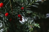 Kaboompics - Red rowan on trees