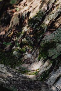 Kaboompics - Moss-Covered Tree Bark With Lichen in Close Detail
