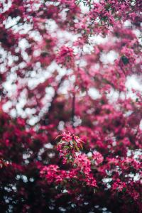 Kaboompics - Sparse Pink Blossom Sprig on Soft Spring Bokeh