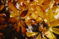 Kaboompics - Mixed Yellow and Rust Magnolia Leaves