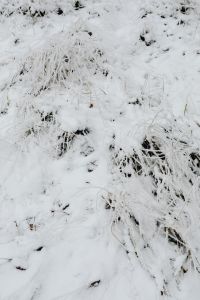 Kaboompics - Snowy Woodland Scene With Delicate Frozen Foliage