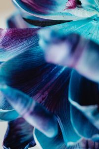 Kaboompics - Detailed Blue And Purple Dried Flower Macro
